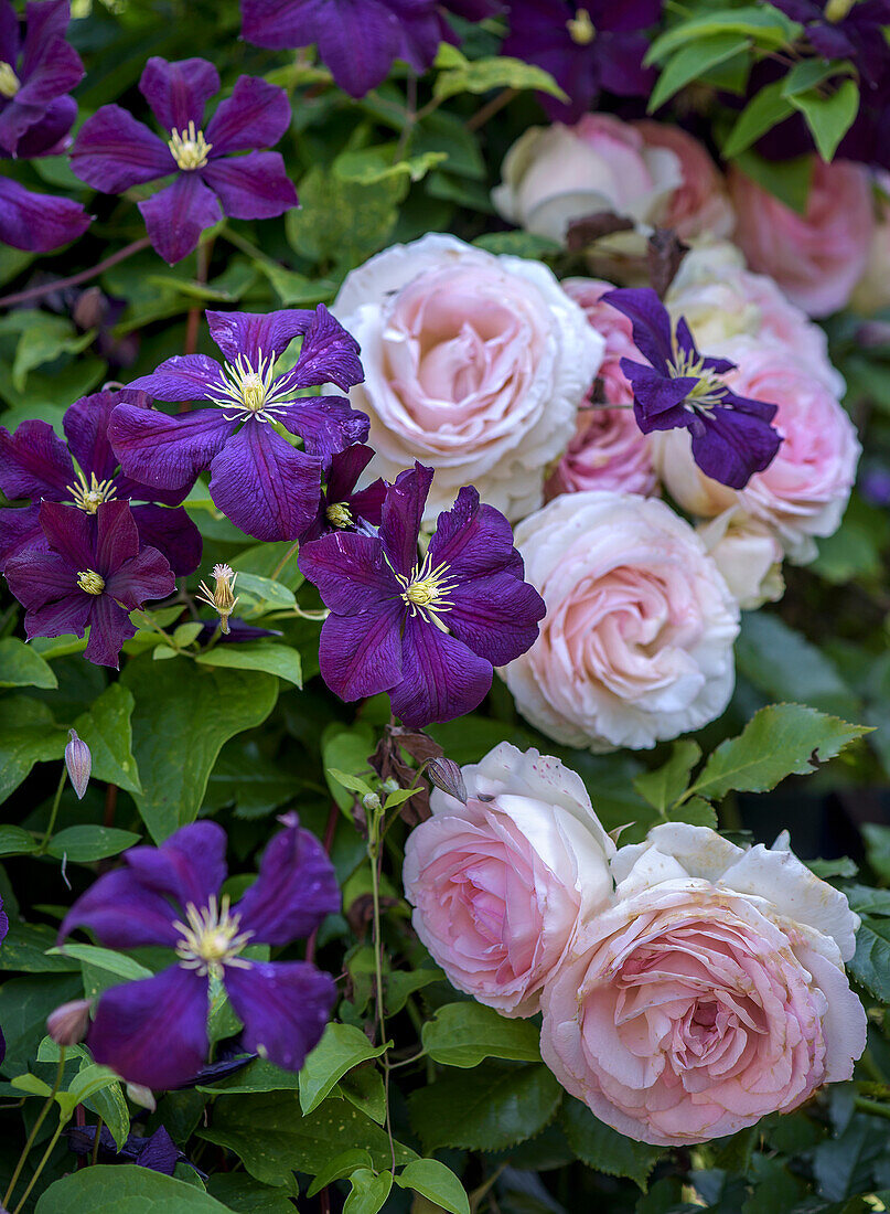 Roses and clematis in the summer garden bed