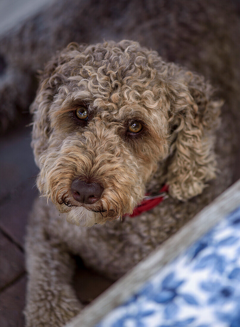 Cute dog on the terrace