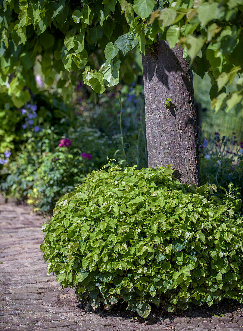 Grüne Sträucher unter schattenspendendem Baum am Wegesrand im Garten