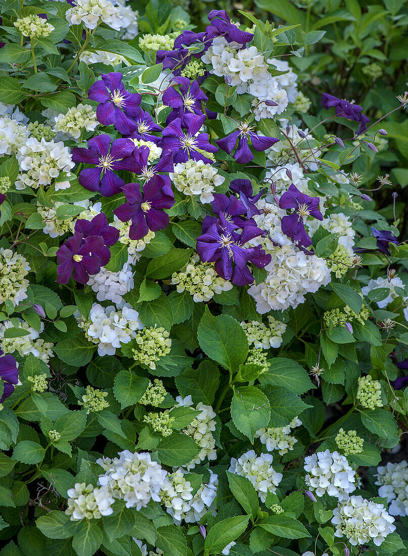 White hydrangeas and purple clematis in the garden