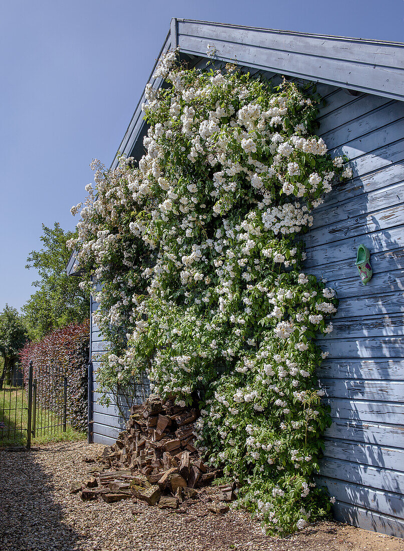 White climbing roses on a blue house wall