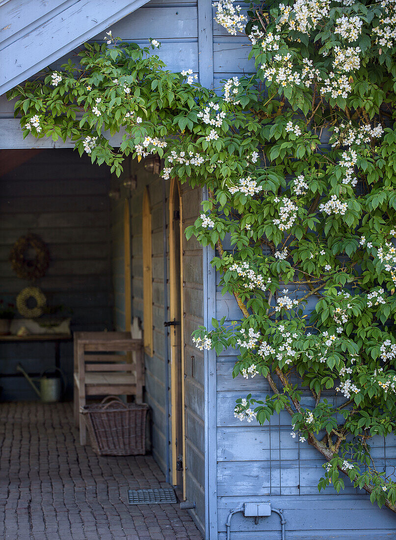 Entrance to a wooden shed with a flowering climbing plant on a blue façade