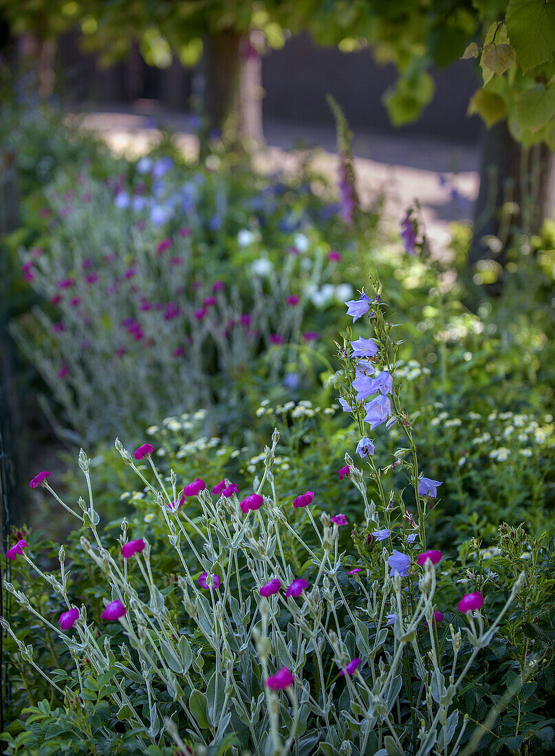 Bluebells and carnations in the garden bed