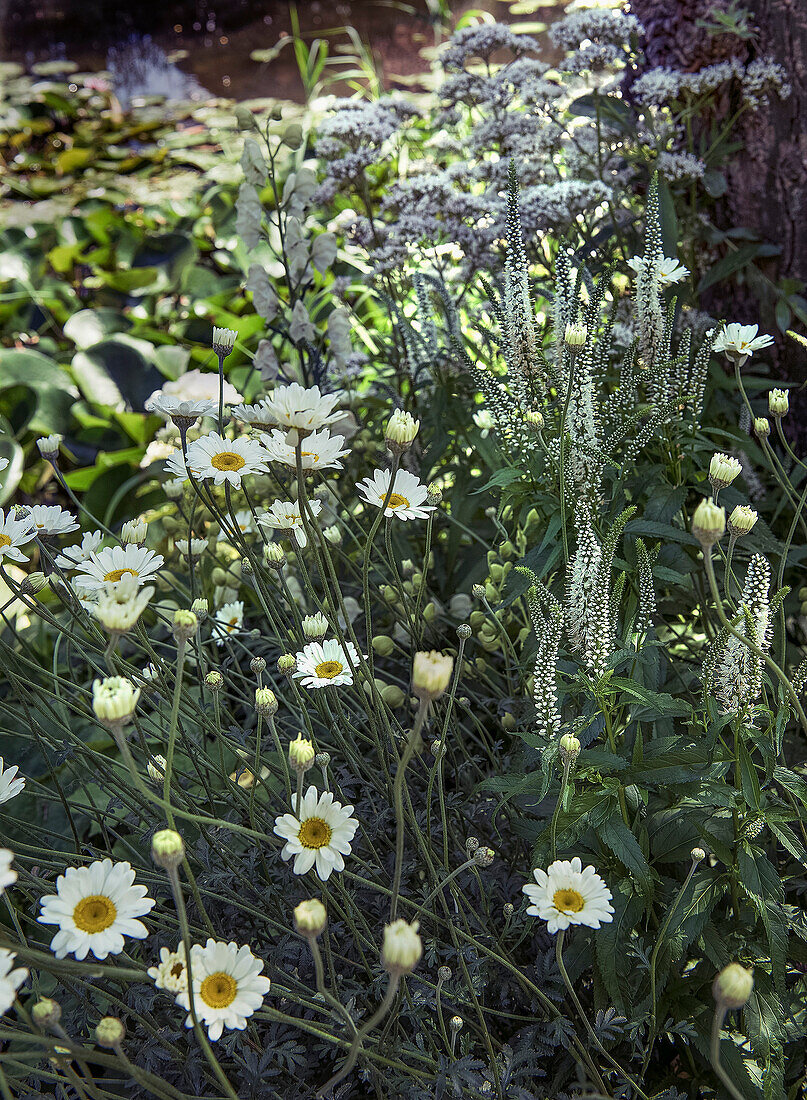 White daisies (Leucanthemum vulgare) in the summer garden bed