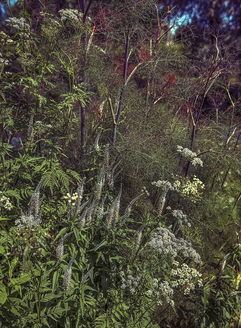 Wildflowers in the garden with wild carrot