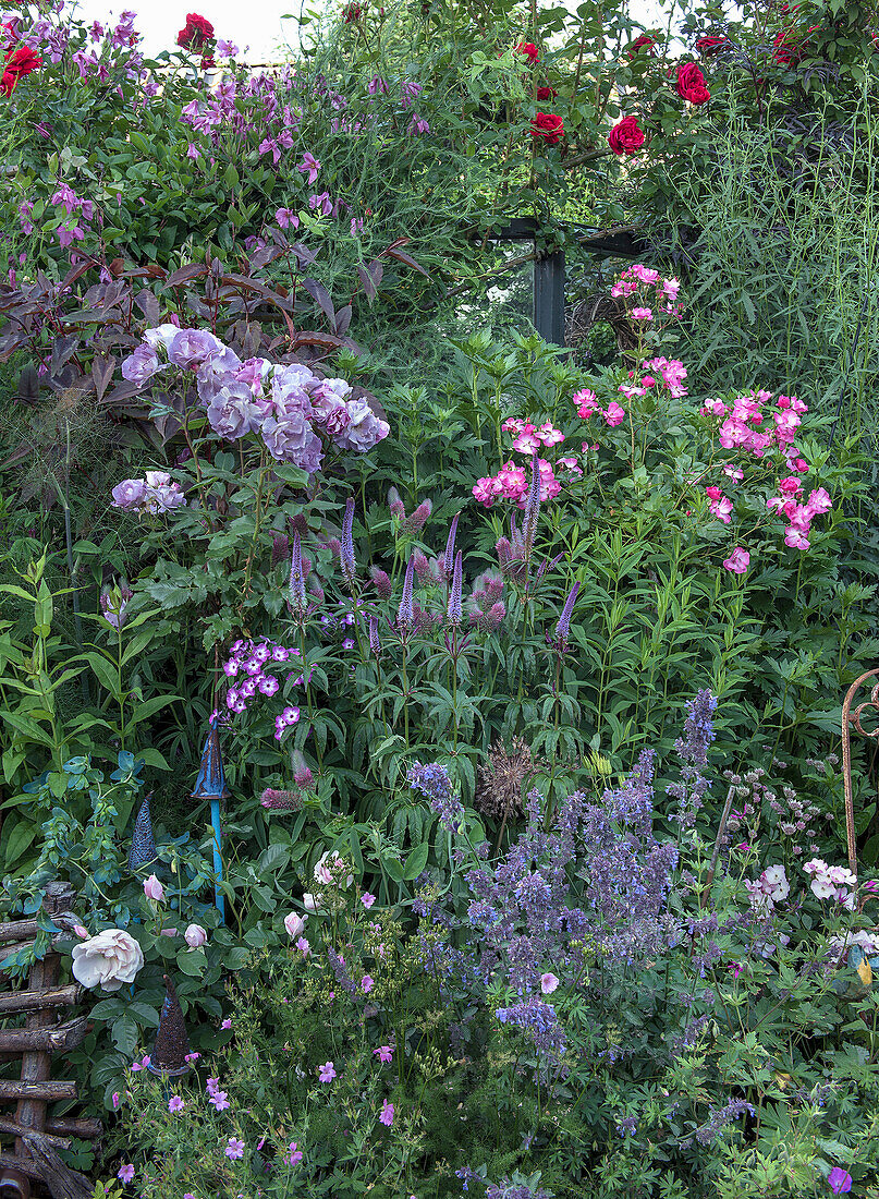 Bunter Cottage-Garten mit blühenden Stauden im Sommer