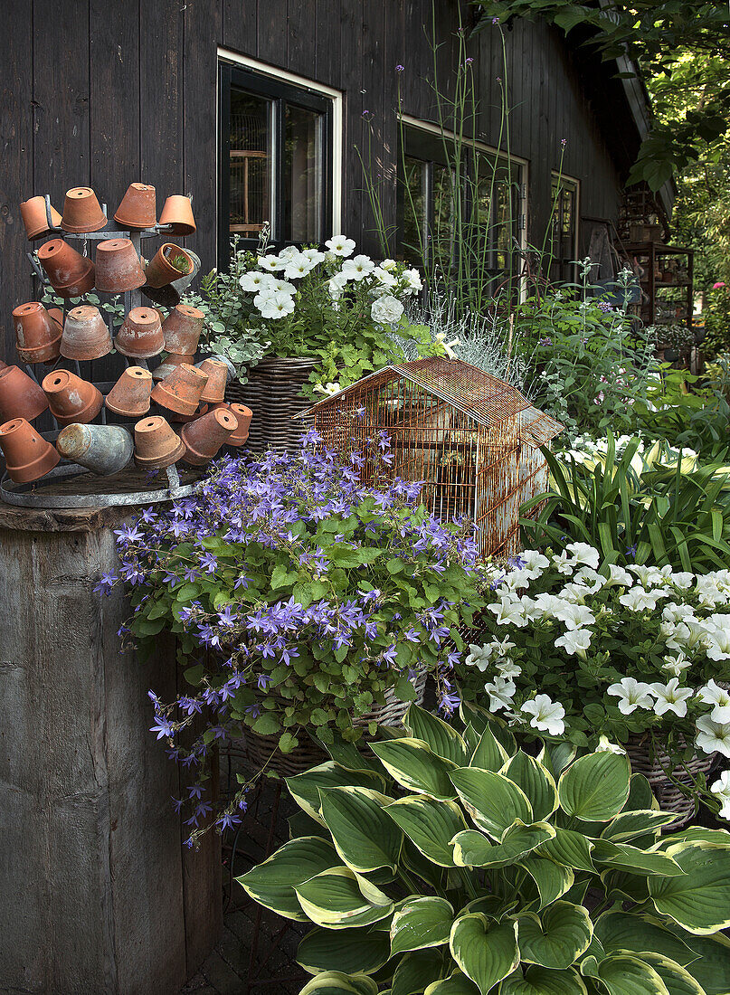 Garden arrangement with flowering potted plants and terracotta pots