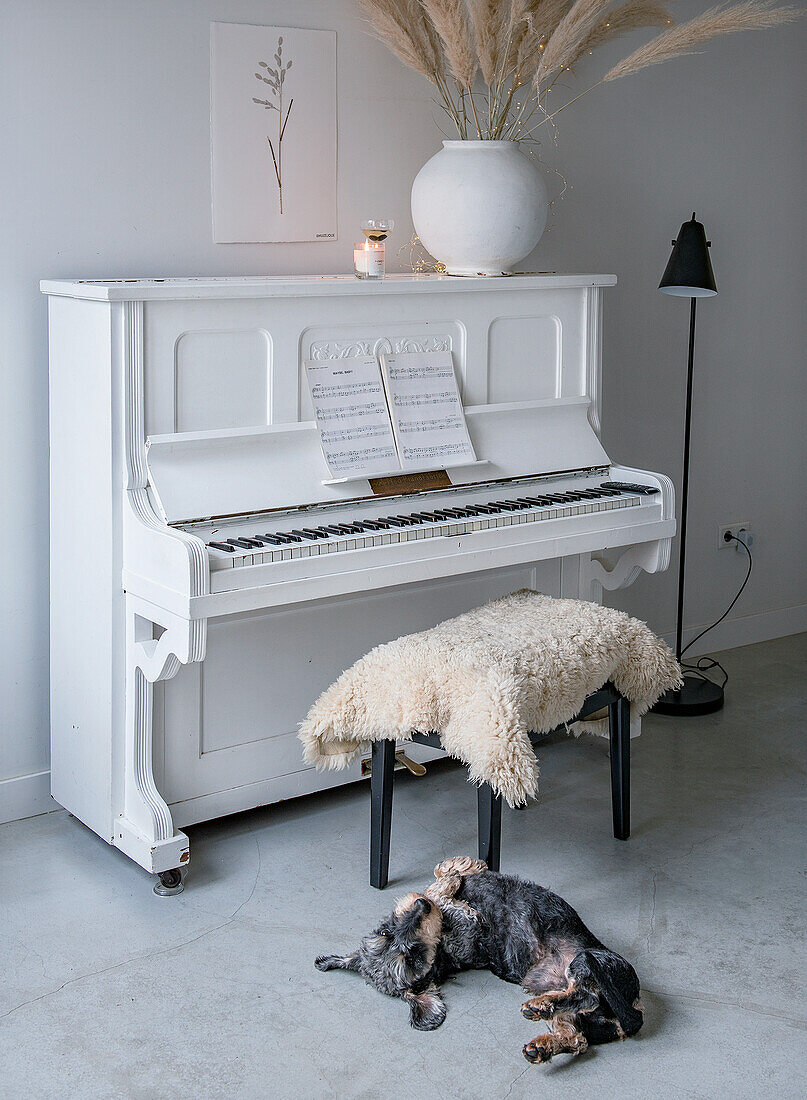 White piano with sheet music, stool with fur and dog on the floor