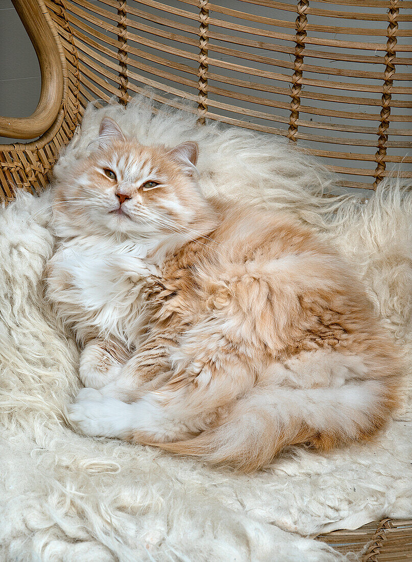 Kuschelige Katze auf einem Fell im Rattan-Sessel