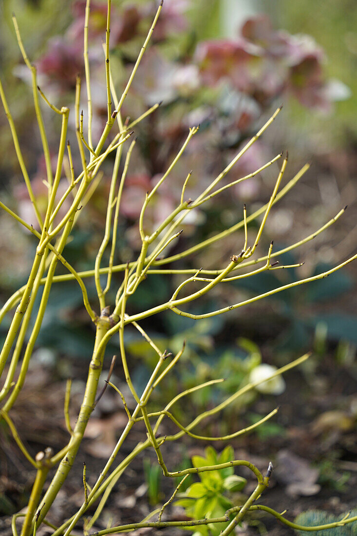 Kahle Zweige eines Gelbholz-Hartriegel (Cornus sericae) 'Flaviramea' im winterlichen Garten