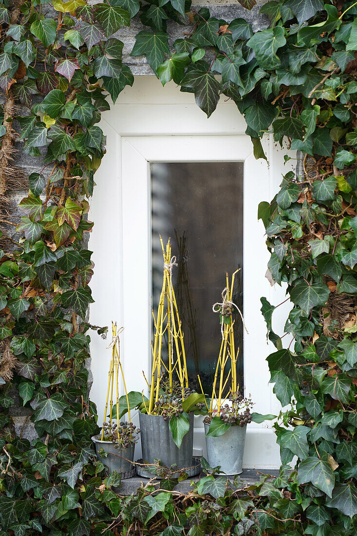 Topfpflanzen mit gelbem Hartriegel (Cornus) und Efeu (Hedera) Torbogen rund ums Fenster