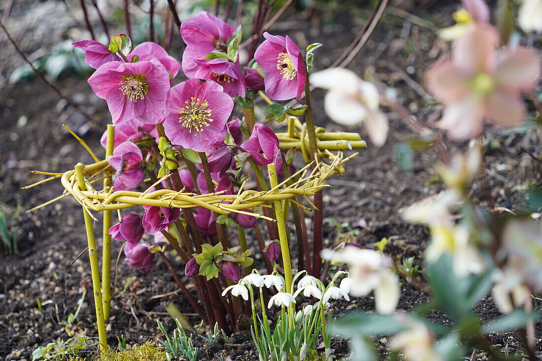 Christmas roses (Helleborus niger) with climbing support and snowdrops (Galanthus) in the garden bed