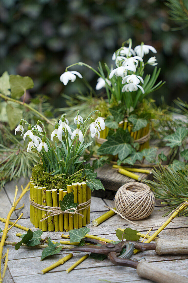 Snowdrops (Galanthus) in DIY flower pots made from bamboo branches on a table in the garden