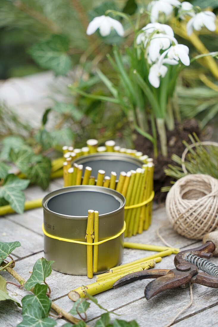 DIY bamboo vase, box lined with yellow branches, snowdrops (Galanthus) and secateurs on garden table