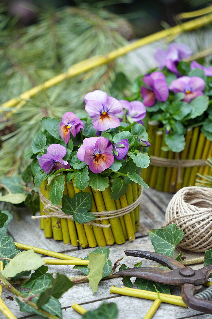 Pansies (Viola Wittrockiana) in DIY pots made from cut twigs with raffia ribbon on a wooden table in the garden