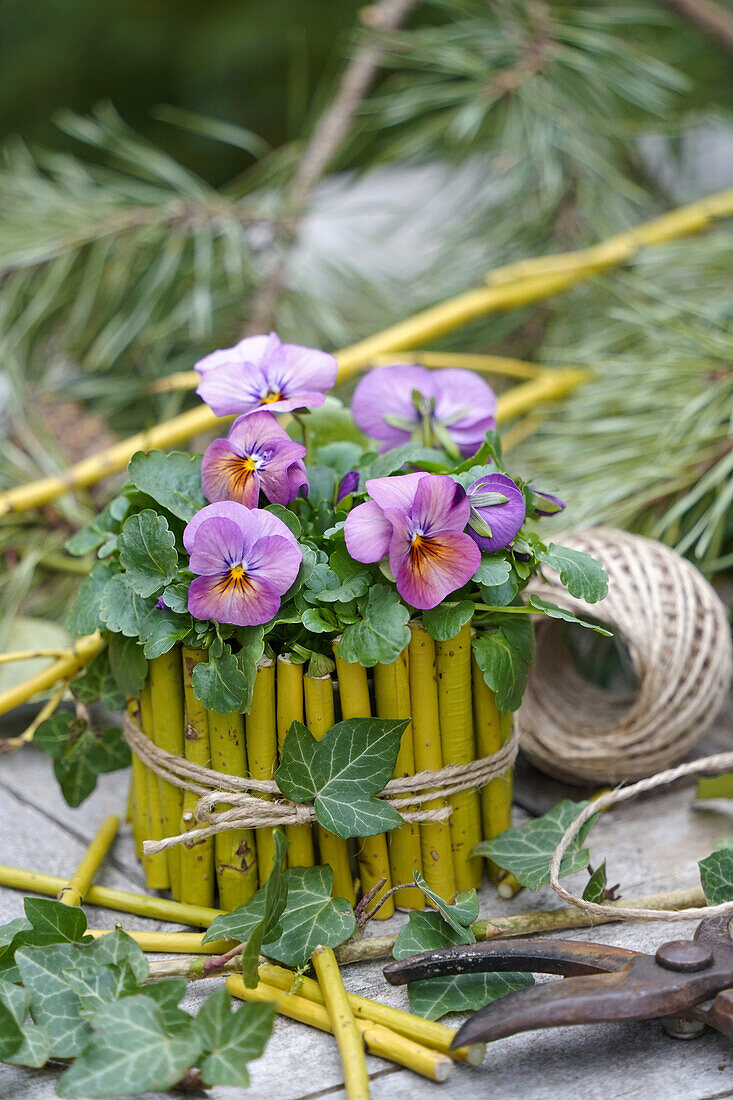 Viola Wittrockiana in DIY pots made from cut branches with raffia ribbon on a wooden table in the garden