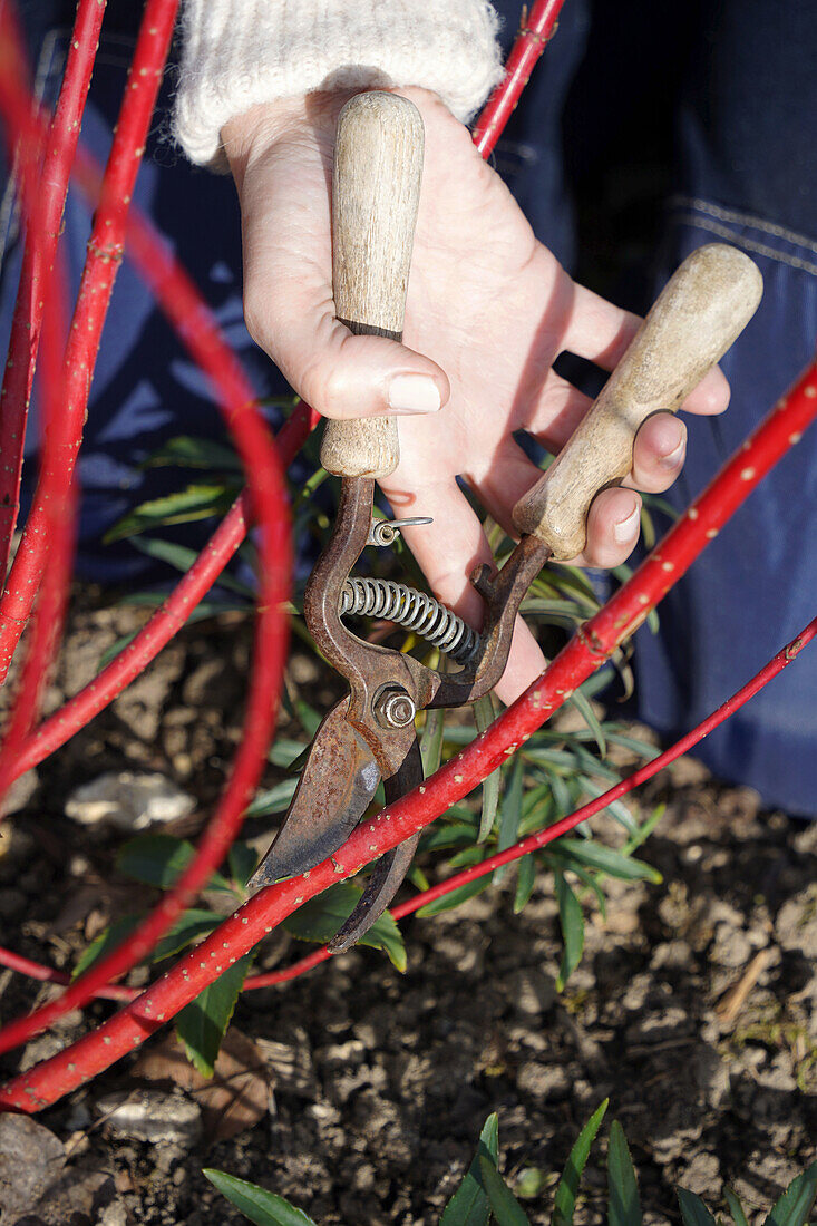 Hand with secateurs cuts red dogwood (Cornus sanguinea) in the garden, pruning in winter