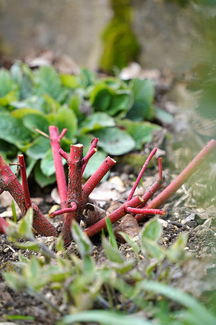 Roter Hartriegel (Cornus sanguinea) im Garten nach dem Rückschnitt