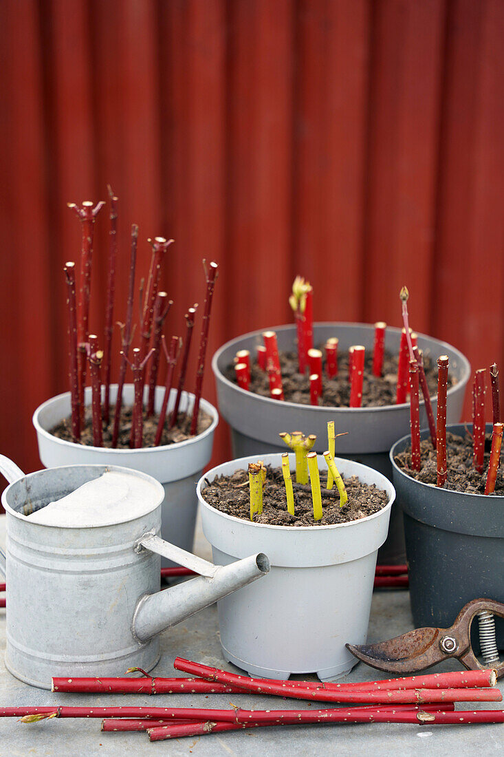 Dogwood branches in flower pots and secateurs on table in front of red wall