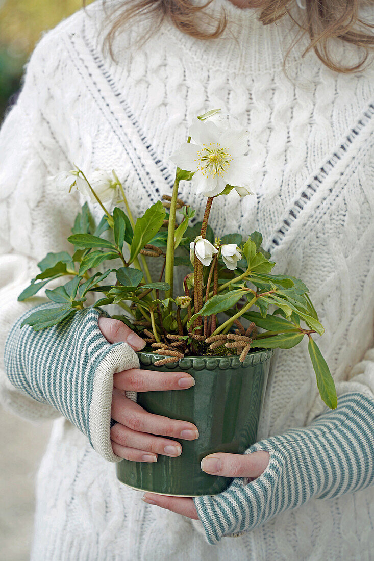 Hands holding green ceramic pot with Christmas rose