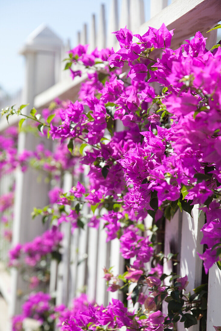 Pink flowers on a white garden fence