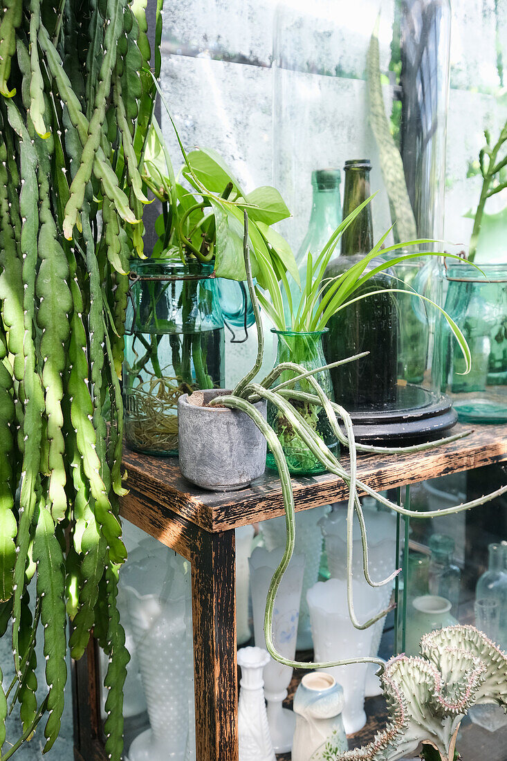 Plants, bottles and vases on a rustic wooden table