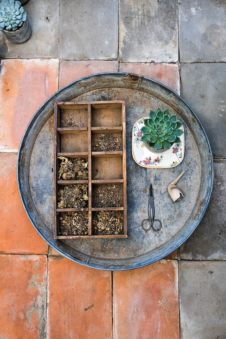 Tablett mit Setzkasten, Schere und Sukkulente auf Terrassenfliesen