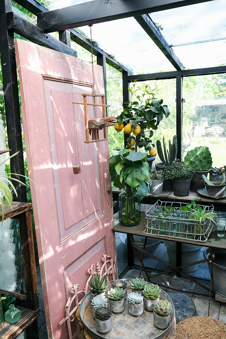 Succulent collection and lemon tree in small greenhouse with old door