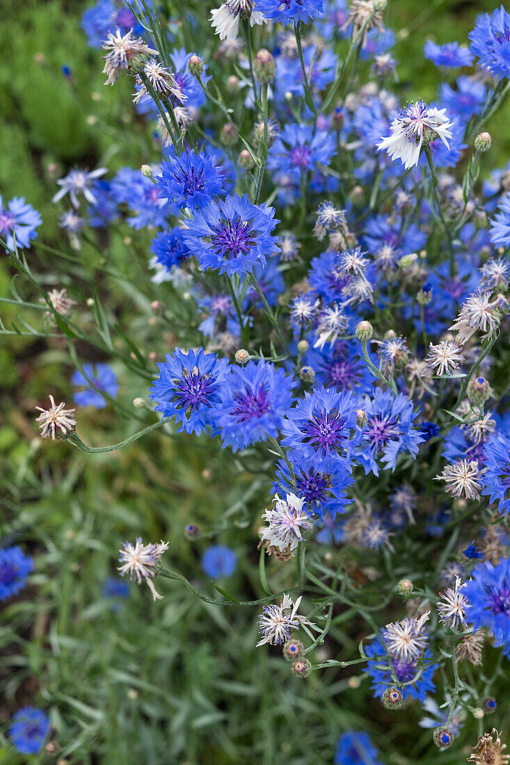 Cornflowers in the summer garden