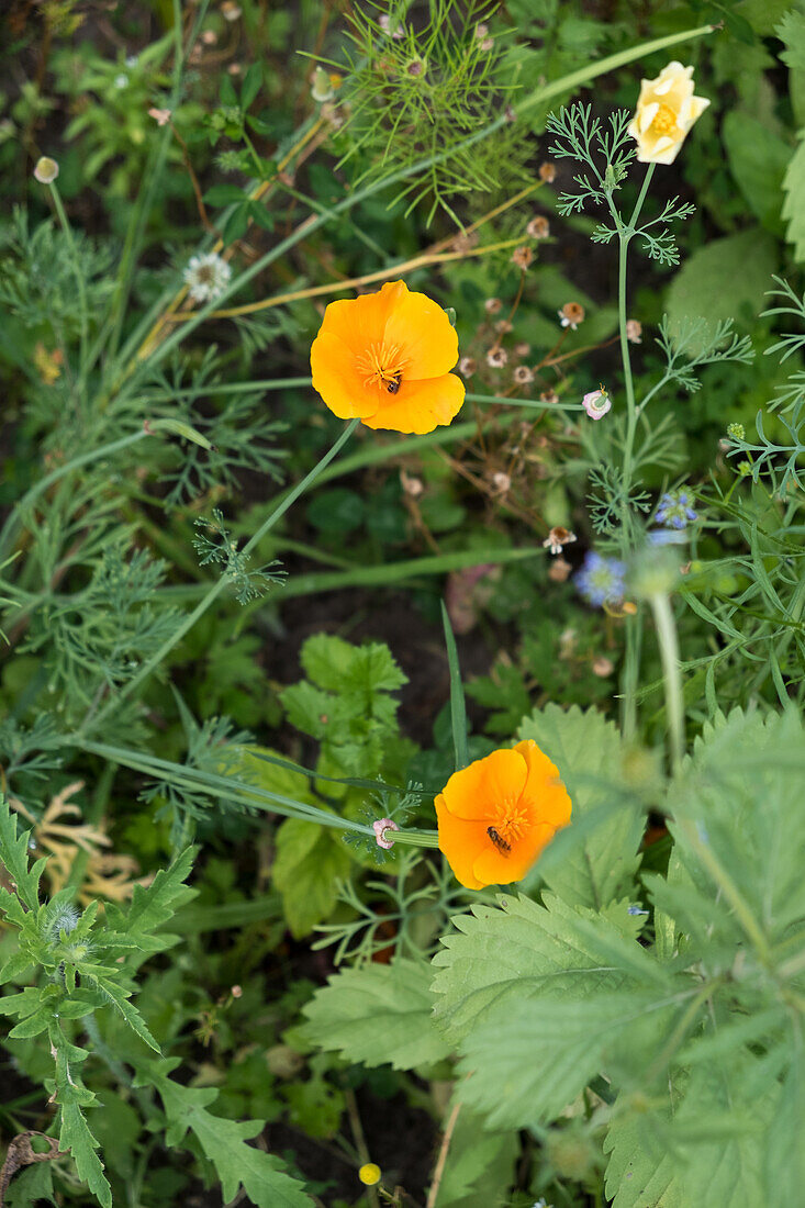 California poppies in the summer garden