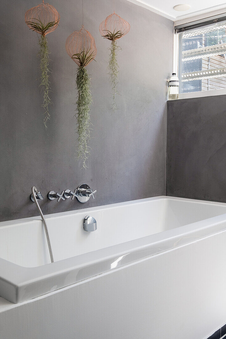 Bathtub in front of grey concrete wall with hanging tillandsias