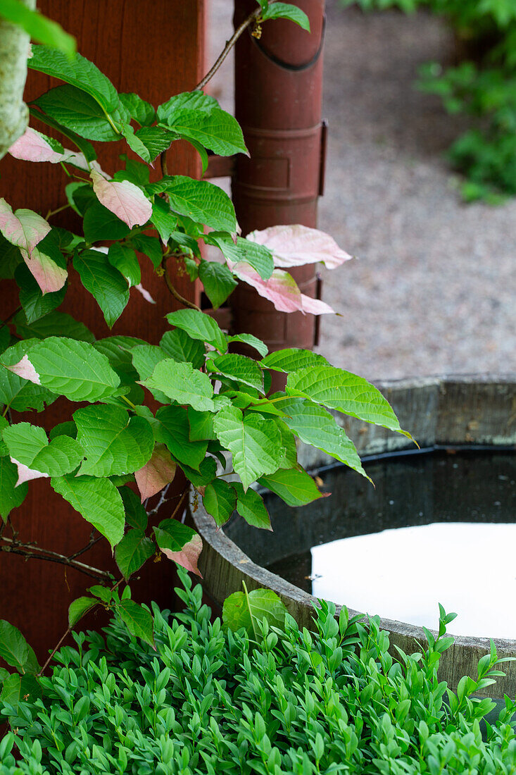 Variegated ray-flowered penstemon next to wooden barrel with water in the garden