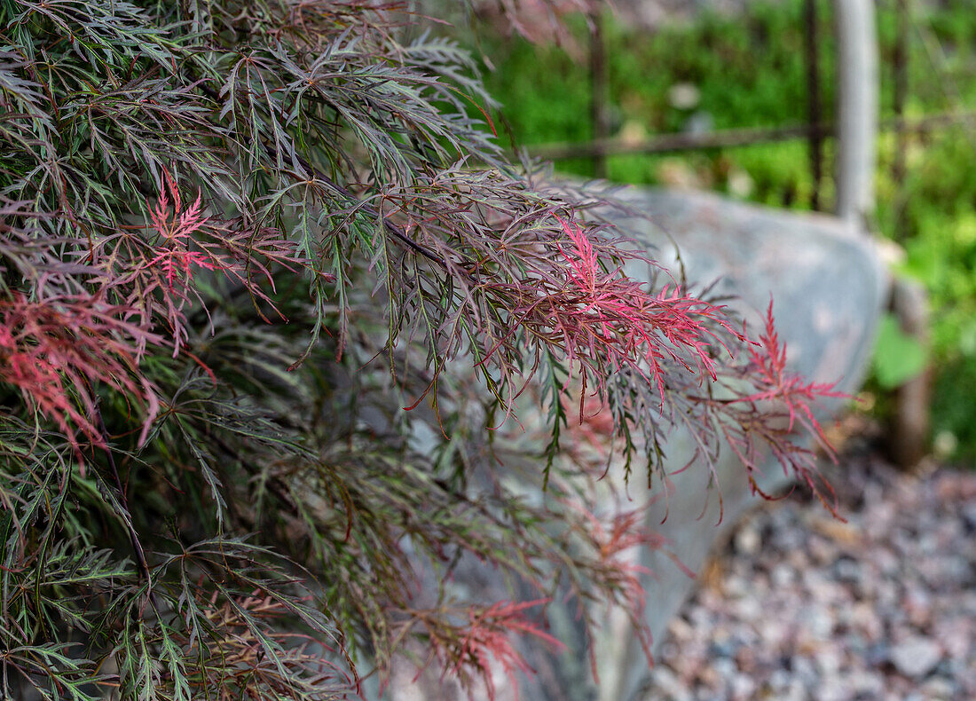 Fan maple in the garden in spring