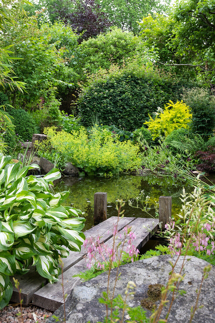 Pond with small wooden footbridge in the lushly planted garden