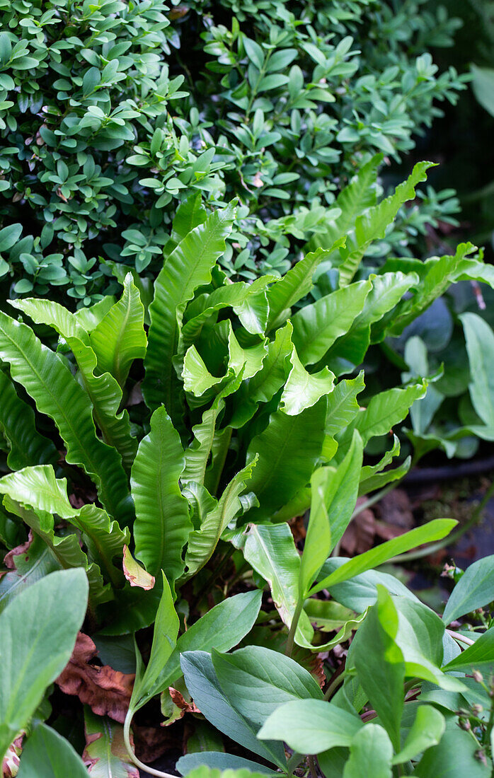 Grüner Farn im schattigen Gartenbeet