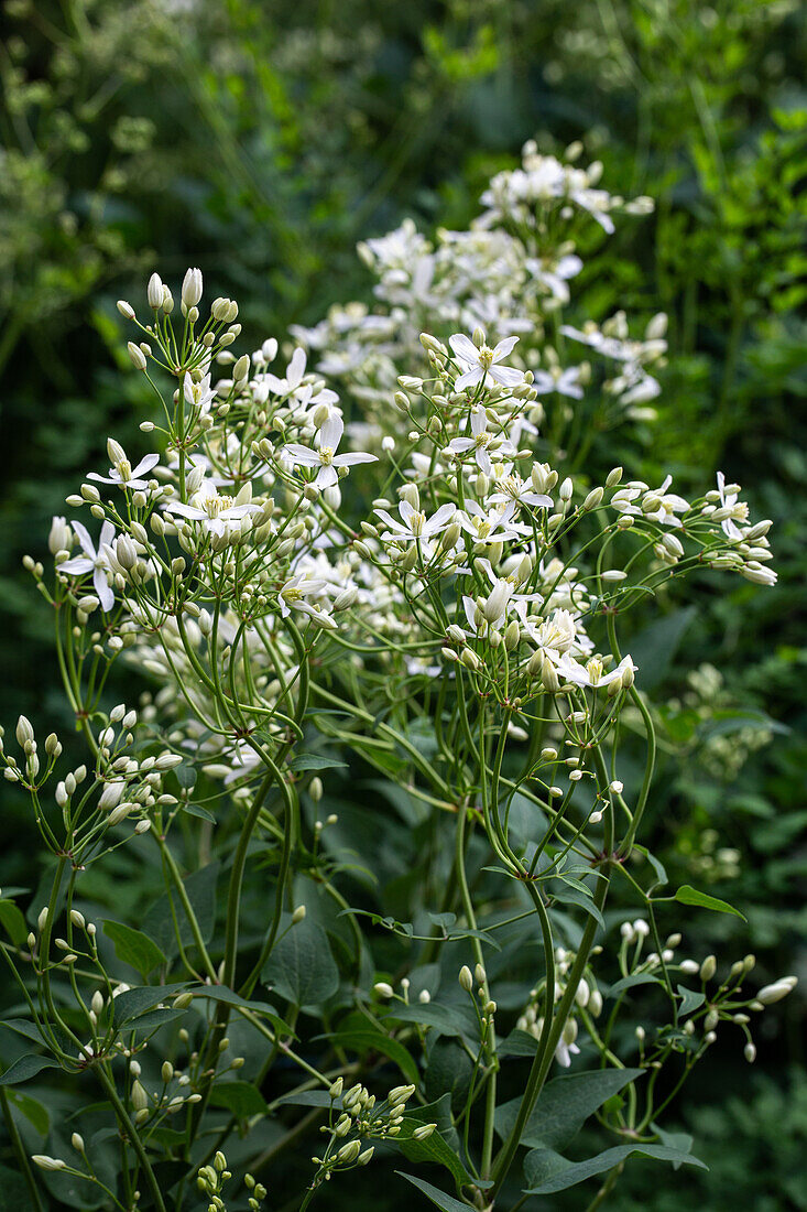 Clematis with white flower buds in the garden