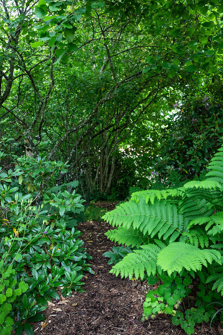 Shady garden path surrounded by ferns and shrubs