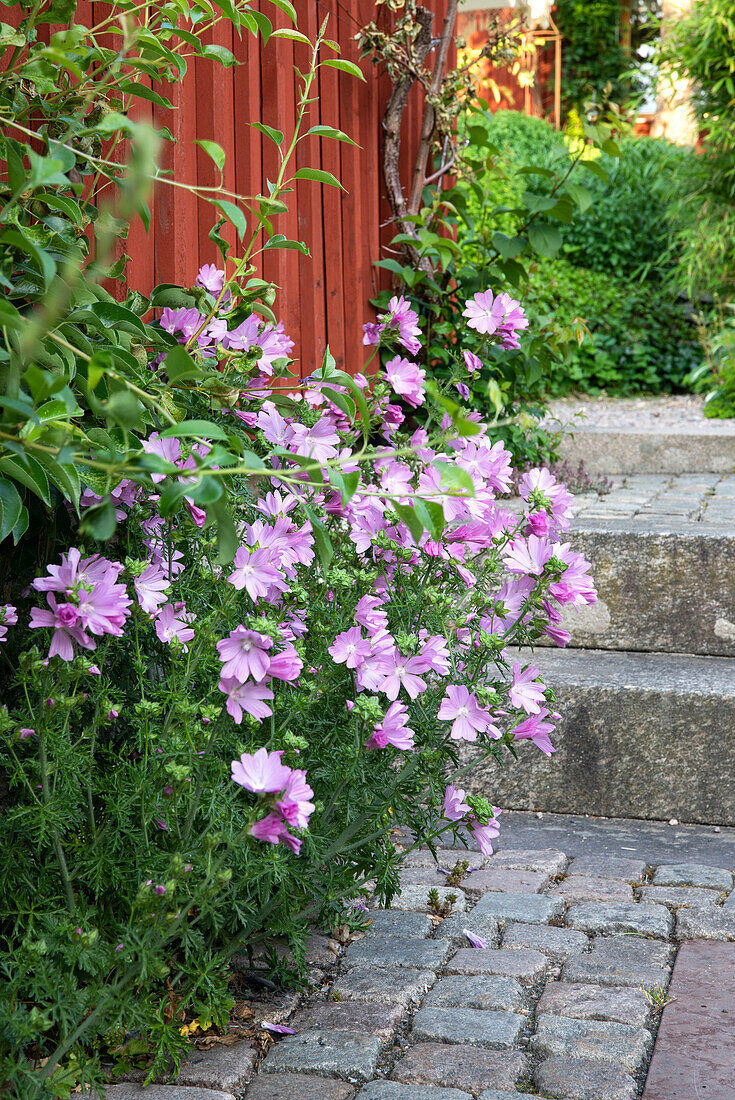 Malven (Malva) entlang eines gepflasterten Weges im Sommergarten