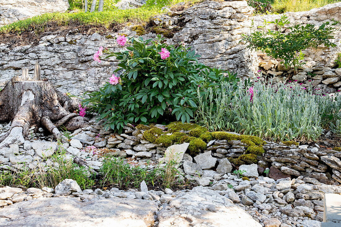 Steingarten mit Pflanzen, Moos und Holzstumpf