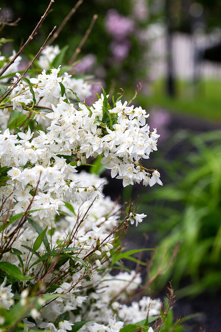 Deutzie mit weißen Blüten im Frühjahrsgarten