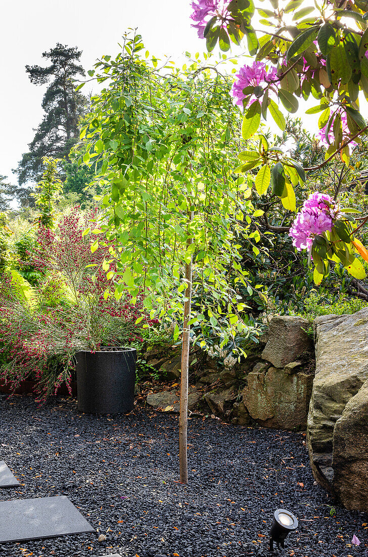 Small tree on gravelled area in flowering garden