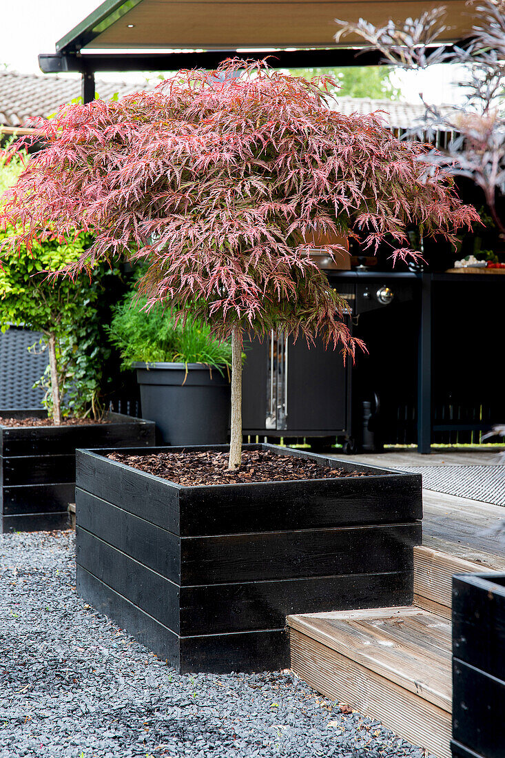 Japanese maple (Acer palmatum) in a modern planter on the patio