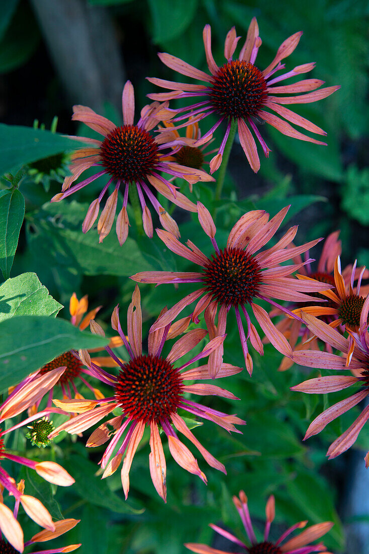 Coneflower (Echinacea) in the summer garden bed