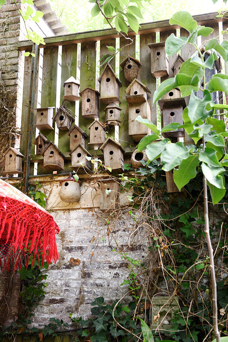 Vogelnistkästen aus Holz an einer Gartenwand mit Efeubewuchs