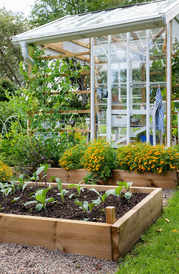 Gemüsehochbeete vor Gewächshaus im Garten