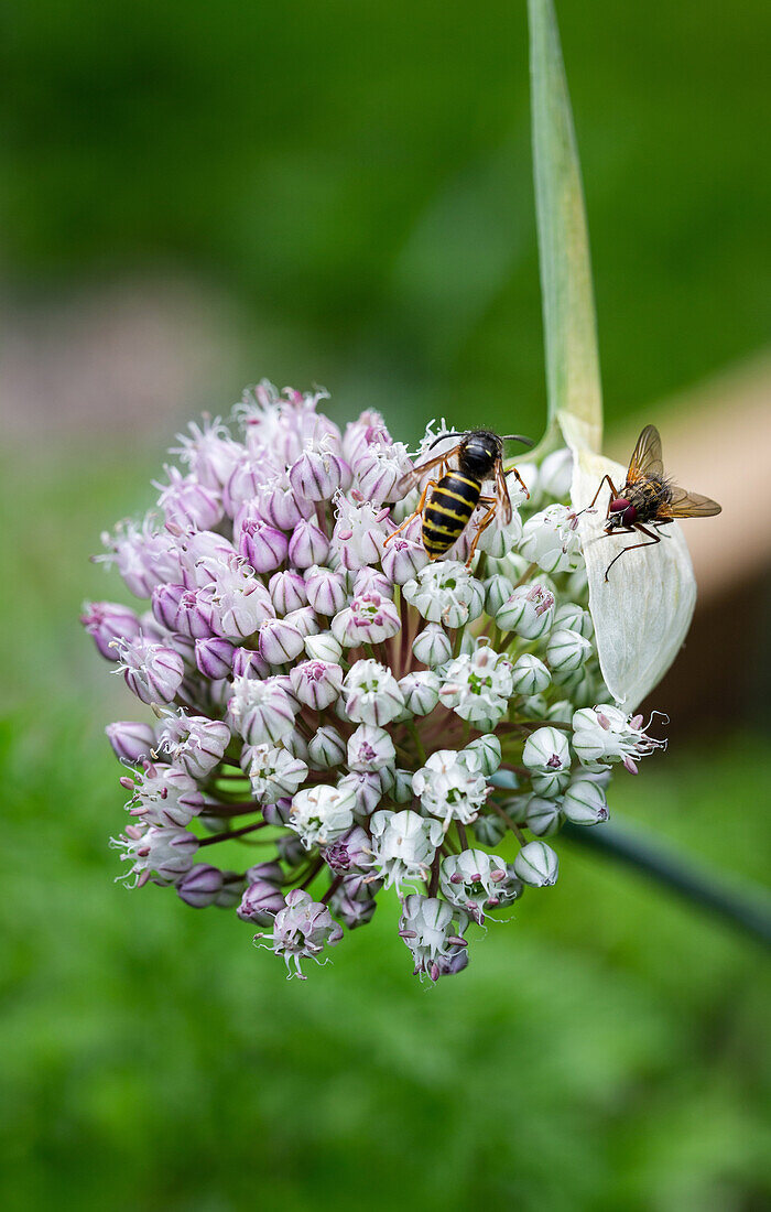 Onion blossom (Allium) with insects