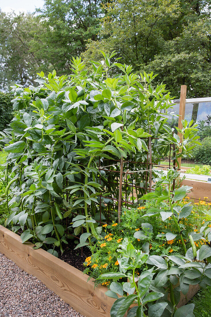 Raised bed with bean plants and marigolds in the summer garden