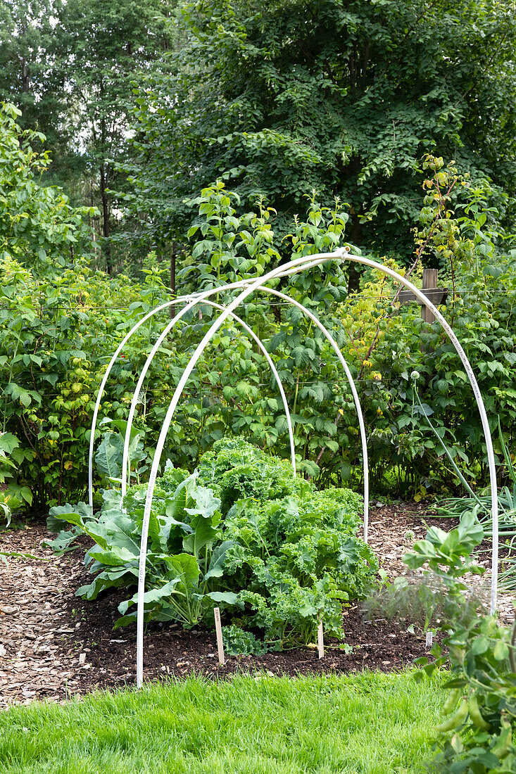 Gartenbeet mit Grünkohl und Kohlrabi unter weißen Rahmenbögen