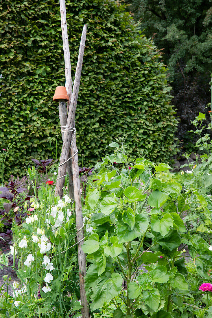 Stangenbohnen mit Rankhilfe aus Holzstöcken im Garten