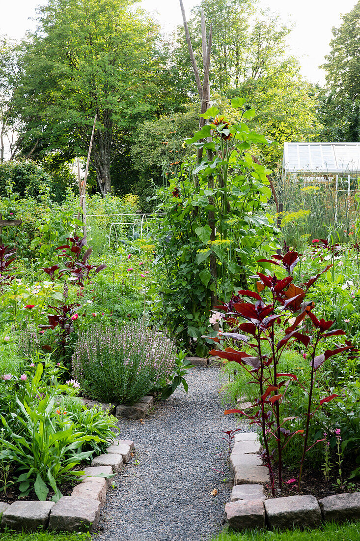 Kiesweg durch farbenfrohen Bauerngarten im Sommer